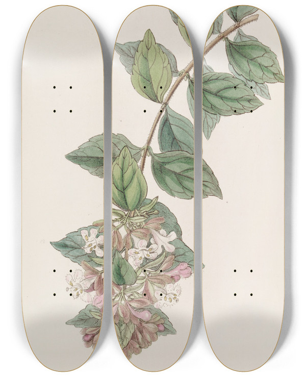Triptych art skateboard deck of Sydenham Edwards Rock Abelia by Sydenham Edwards (1768-1819)