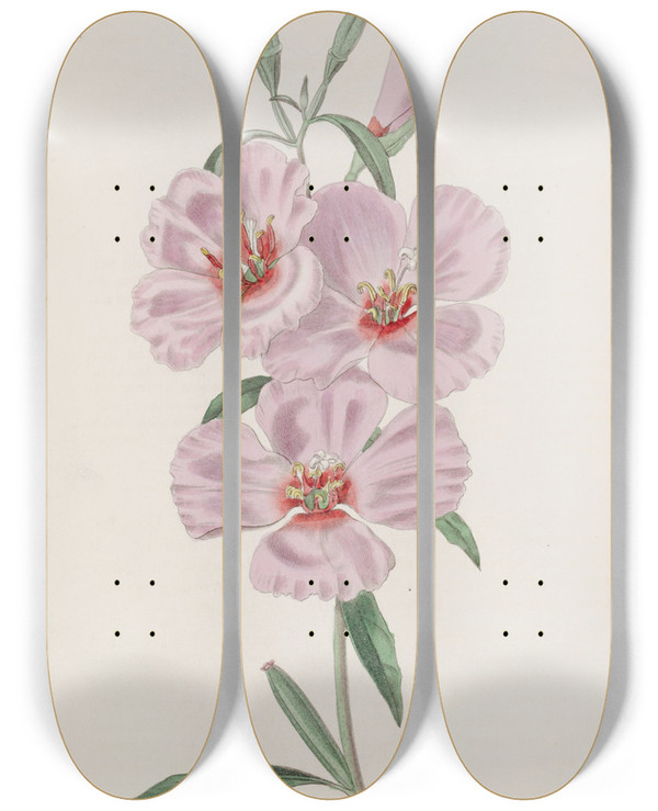 Triptych art skateboard deck of Sydenham Edwards Ruddy Godetia by Sydenham Edwards (1768-1819)