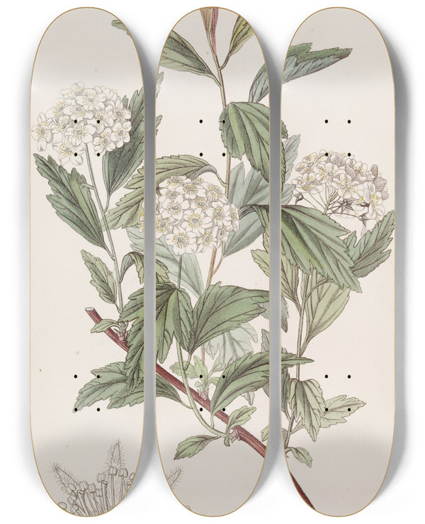 Triptych art skateboard deck of Sydenham Edwards Mr Reeves Spiraea by Sydenham Edwards (1768-1819)