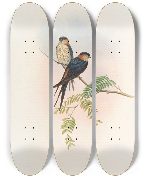 Triptych art skateboard deck of John Gould Indian Mosqueswallow by John Gould (1804-1881)