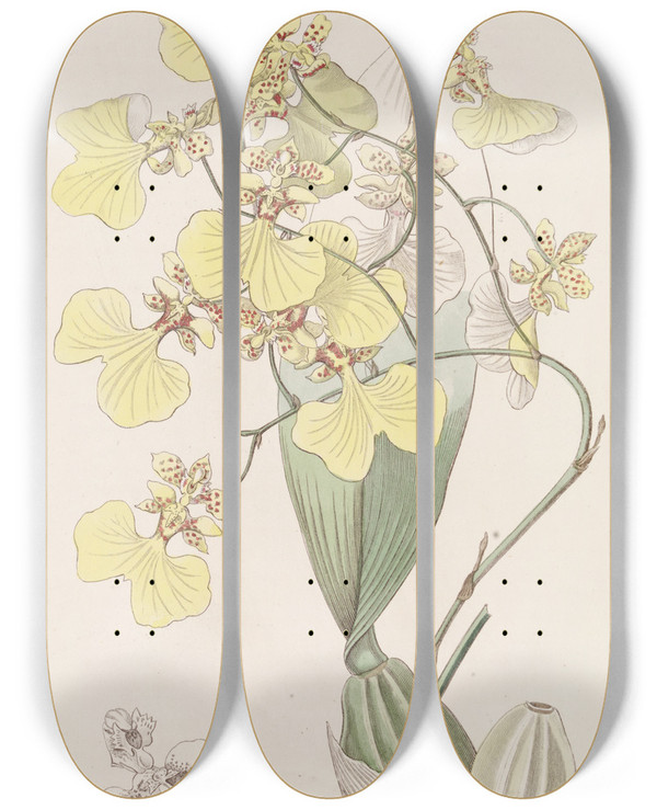 Triptych art skateboard deck of Sydenham Edwards Twocoloured Oncidium by Sydenham Edwards (1768-1819)