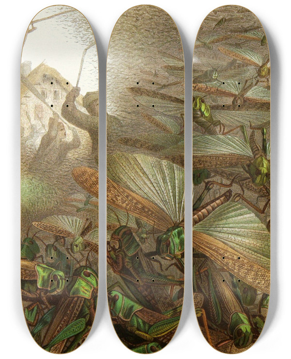 Triptych art skateboard deck of Alfred Edmund Brehm Die Insekten Tausendfussler Und Spinnen Pl 17 by Alfred Edmund Brehm (1829-1884)