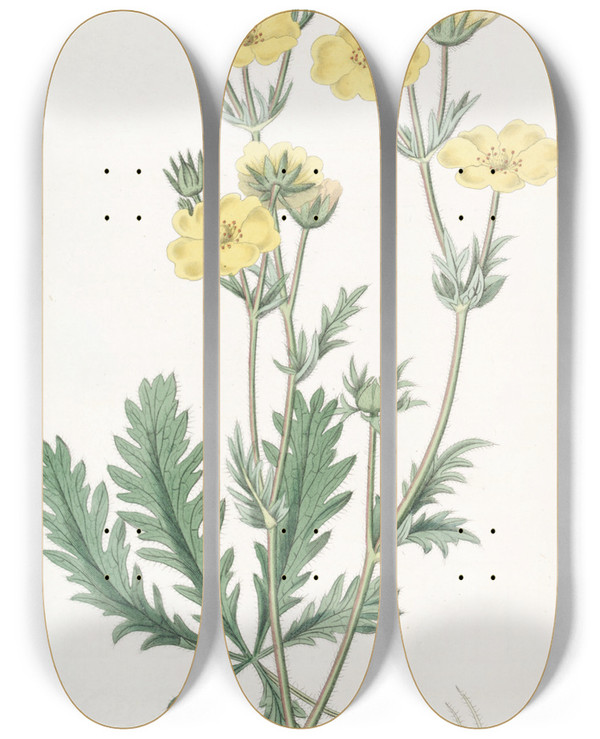 Triptych art skateboard deck of Sydenham Edwards Jaggedleaved Cinquefoil by Sydenham Edwards (1768-1819)