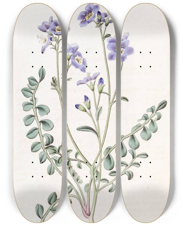 Triptych art skateboard deck of Sydenham Edwards Humble Greek Valerian by Sydenham Edwards (1768-1819)