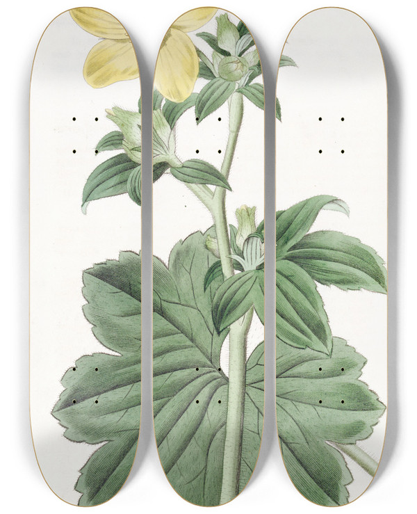Triptych art skateboard deck of Sydenham Edwards Largeleaved Candian Crowfoot by Sydenham Edwards (1768-1819)