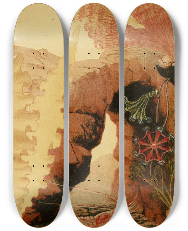 Triptych art skateboard deck of Philip Henry Gosse The Aesop Prawn by Philip Henry Gosse (1810-1888)