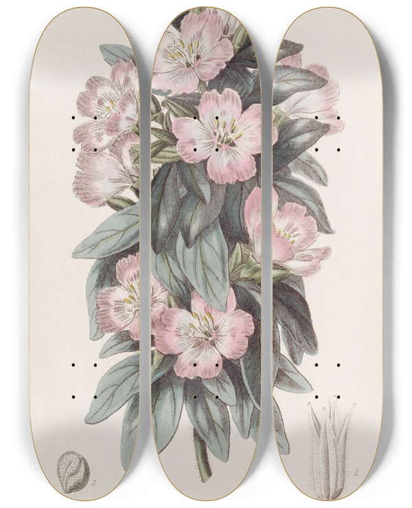 Triptych art skateboard deck of Sydenham Edwards Whitish Godetia by Sydenham Edwards (1768-1819)