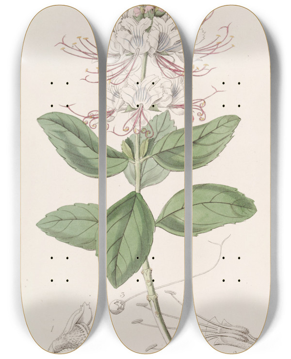 Triptych art skateboard deck of Sydenham Edwards Twocoloured Becium by Sydenham Edwards (1768-1819)