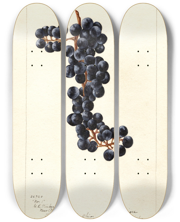 Triptych art skateboard deck of Bertha Heiges Vitis No by Bertha Heiges (1866-1956)
