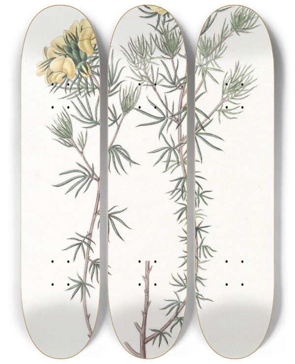 Triptych art skateboard deck of Sydenham Edwards Capitate Gompholobium by Sydenham Edwards (1768-1819)