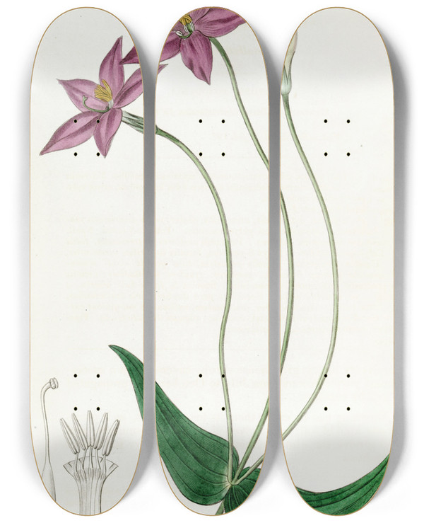 Triptych art skateboard deck of Sydenham Edwards Longstalked Chironia by Sydenham Edwards (1768-1819)