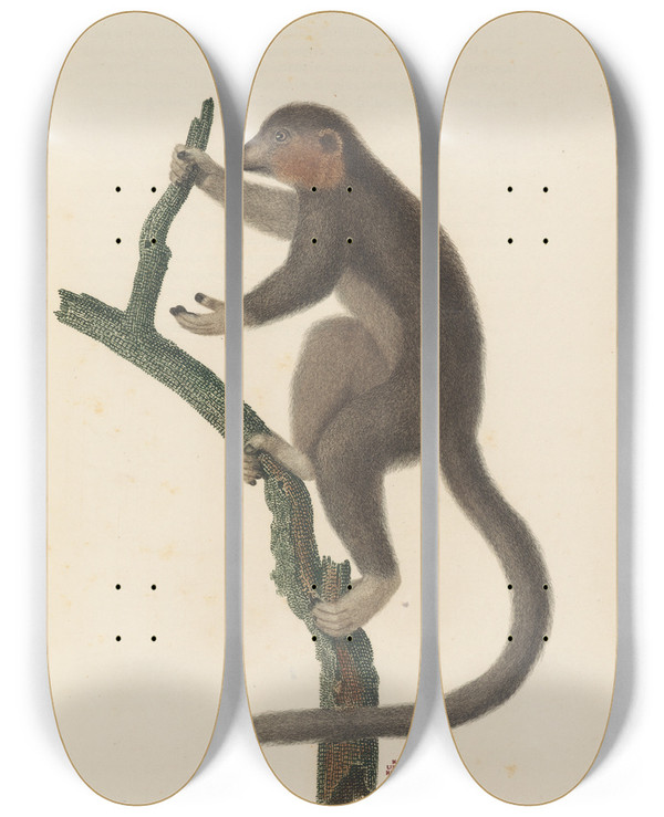 Triptych art skateboard deck of Jeanbaptiste Audebert Le Mongous by Jean-Baptiste Audebert (1759-1800)