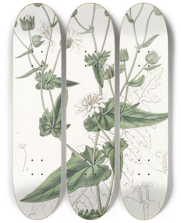Triptych art skateboard deck of Sydenham Edwards Turnipleaved Musksuccory by Sydenham Edwards (1768-1819)