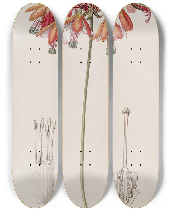 Triptych art skateboard deck of Sydenham Edwards Elegant Bessera by Sydenham Edwards (1768-1819)