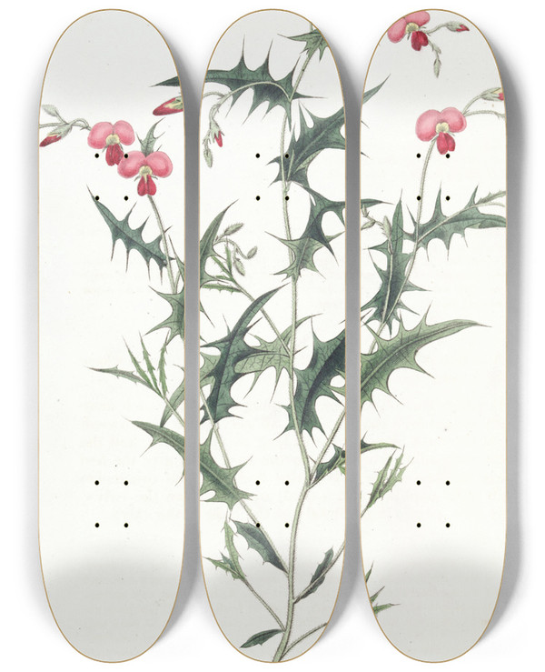 Triptych art skateboard deck of Sydenham Edwards Triangular Chorozema by Sydenham Edwards (1768-1819)