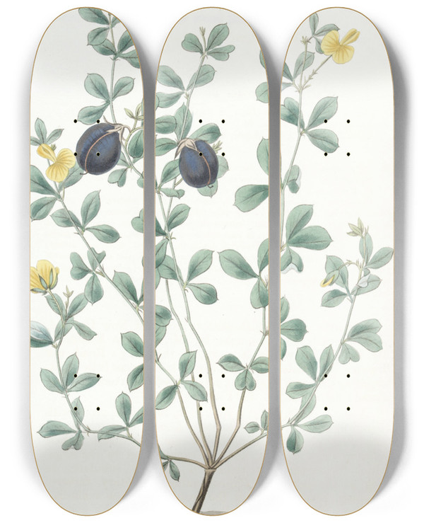 Triptych art skateboard deck of Sydenham Edwards Thickedged Gompholobium by Sydenham Edwards (1768-1819)