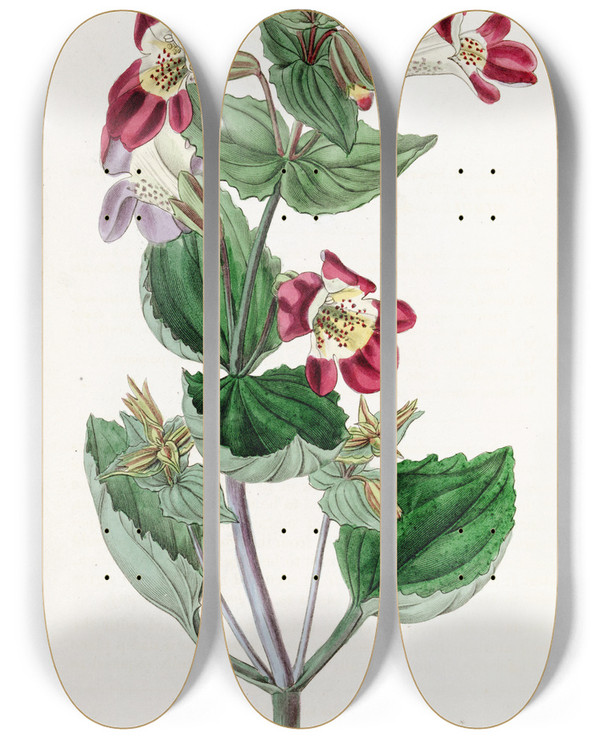 Triptych art skateboard deck of Sydenham Edwards Variegated Monkeyflower by Sydenham Edwards (1768-1819)