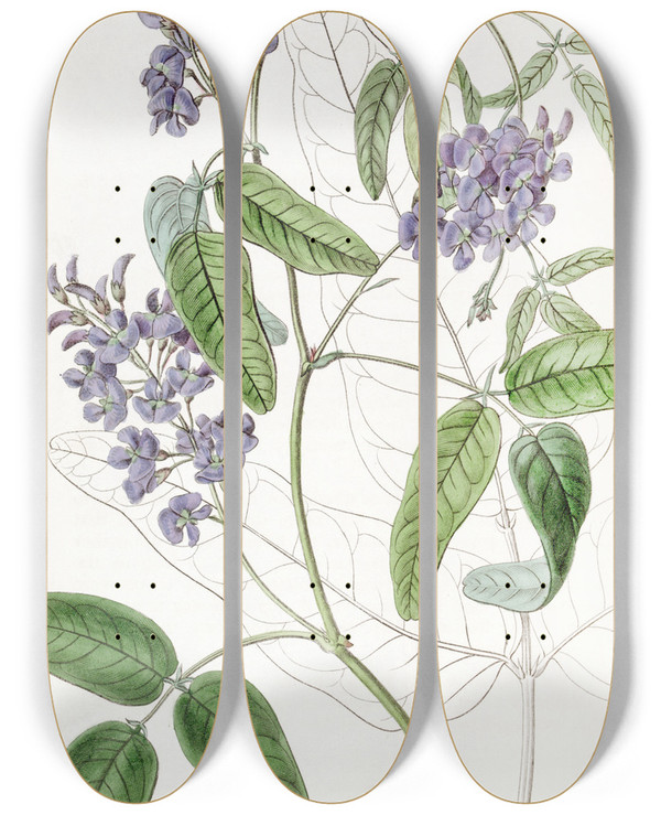 Triptych art skateboard deck of Sydenham Edwards Largeleaved Kennedya by Sydenham Edwards (1768-1819)