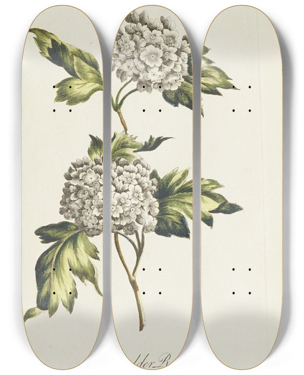 Triptych art skateboard deck of Carington Bowles Guelder Rose by Carington Bowles (1724-1793)