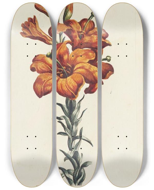 Triptych art skateboard deck of Carington Bowles Lilly by Carington Bowles (1724-1793)