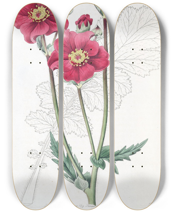 Triptych art skateboard deck of Sydenham Edwards Chilian Geum by Sydenham Edwards (1768-1819)