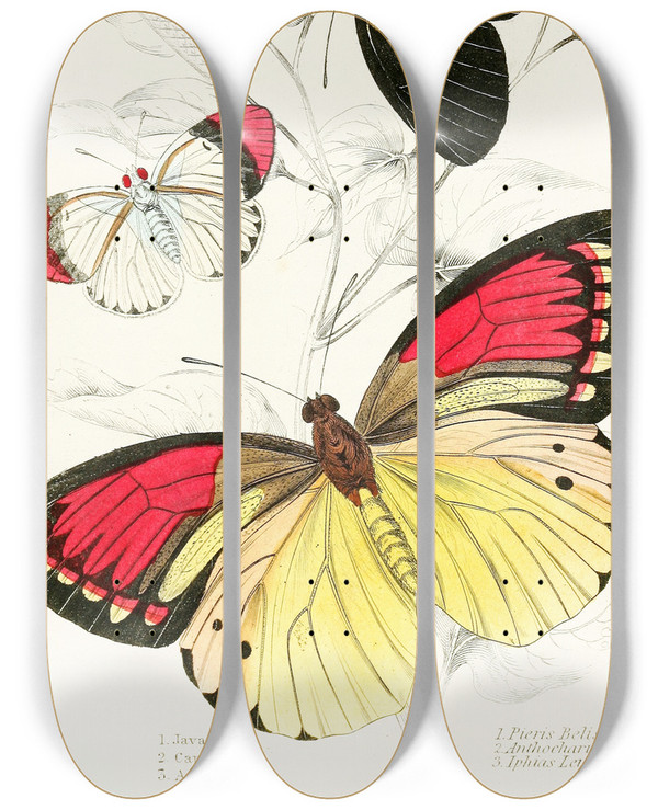 Triptych art skateboard deck of James Duncan Pieris Belisamaanthocharis Danaiiphias Leucippe by James Duncan (1806-1881)