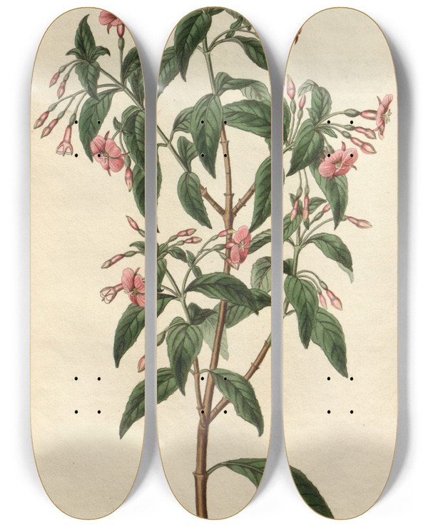 Triptych art skateboard deck of Sydenham Edwards Rodbranched Fuchsia by Sydenham Edwards (1768-1819)