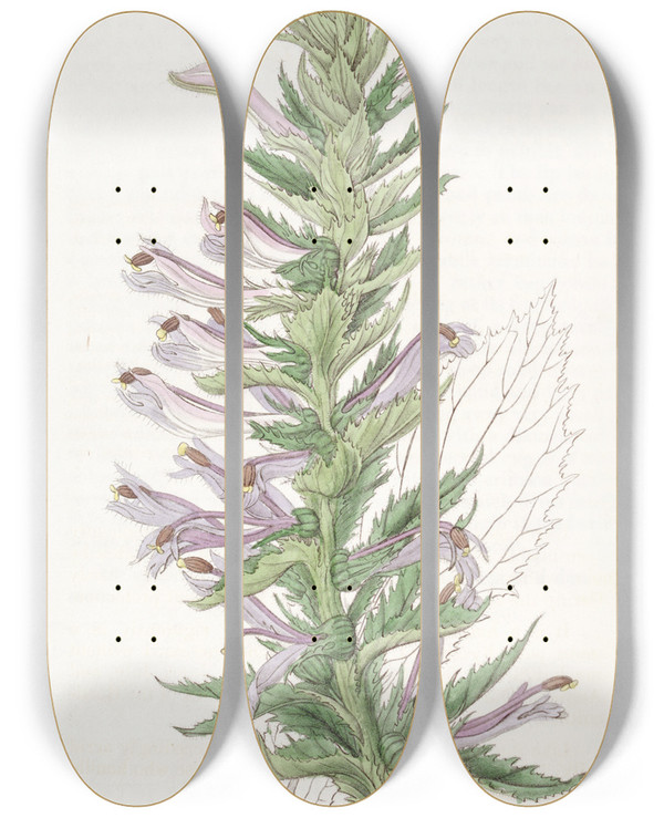 Triptych art skateboard deck of Sydenham Edwards Wingedstemmed Lobelia by Sydenham Edwards (1768-1819)