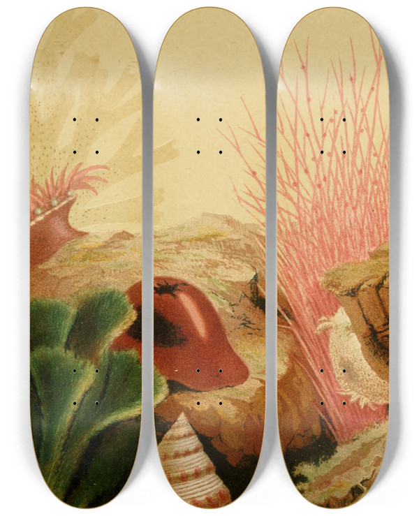 Triptych art skateboard deck of Philip Henry Gosse The Smooth Anemone by Philip Henry Gosse (1810-1888)