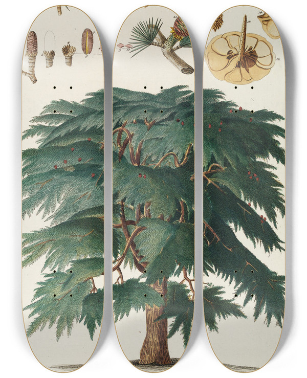 Triptych art skateboard deck of Georg Dionysius Ehret Cedrus Ii by Georg Dionysius Ehret (1708-1770)