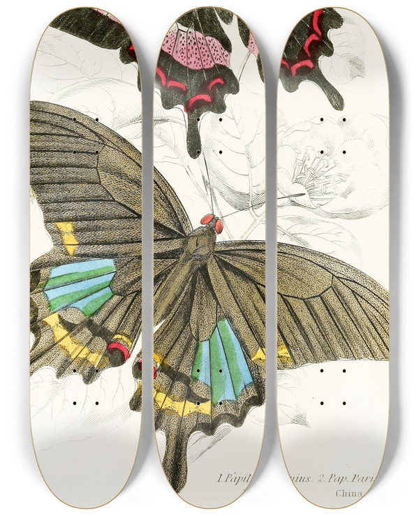 Triptych art skateboard deck of James Duncan Papilio Ascanius Pap Paris by James Duncan (1806-1881)