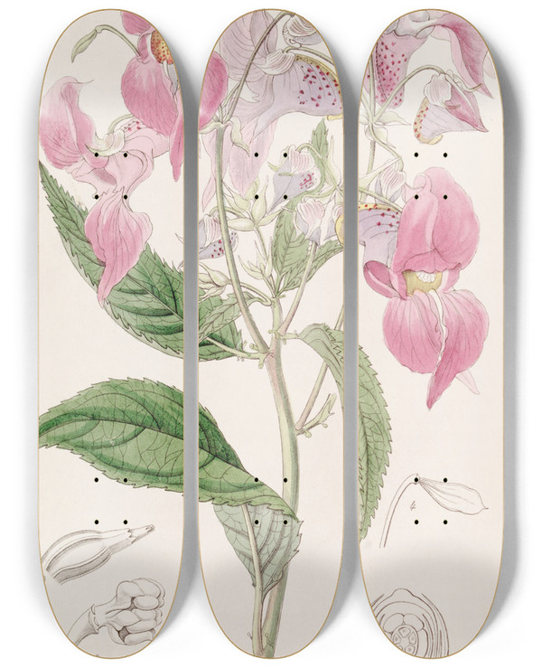 Triptych art skateboard deck of Sydenham Edwards Largelipped Balsam by Sydenham Edwards (1768-1819)
