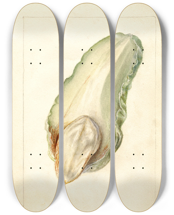Triptych art skateboard deck of Deborah Griscom Passmore Sechium Edule_1 by Deborah Griscom Passmore (1840-1911)
