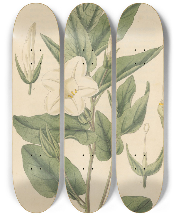 Triptych art skateboard deck of William Jackson Hooker Calystegia Spithamaea by William Jackson Hooker (1785-1865)