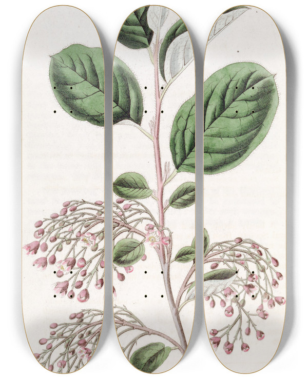 Triptych art skateboard deck of Sydenham Edwards Looseclustered Cotoneaster by Sydenham Edwards (1768-1819)