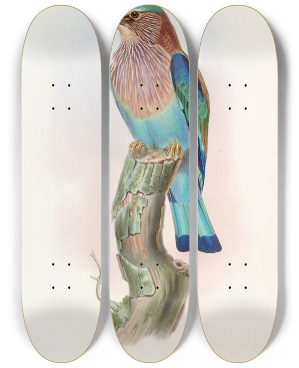 Triptych art skateboard deck of John Gould Indian Roller by John Gould (1804-1881)