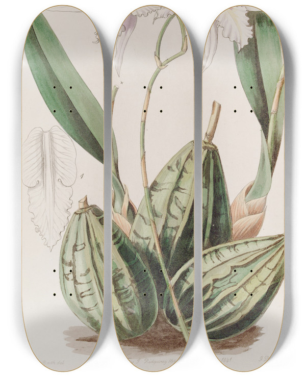 Triptych art skateboard deck of Sydenham Edwards Tapering Laelia by Sydenham Edwards (1768-1819)