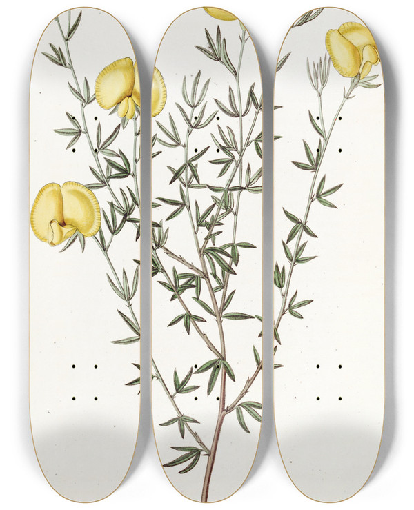 Triptych art skateboard deck of Sydenham Edwards Veinyleaved Gompholobium by Sydenham Edwards (1768-1819)