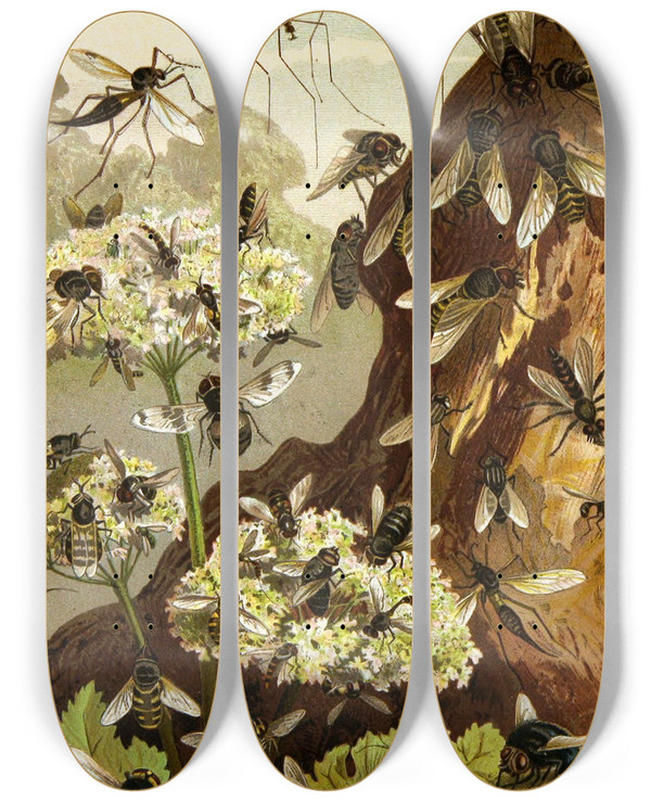 Triptych art skateboard deck of Alfred Edmund Brehm Die Insekten Tausendfussler Und Spinnen Pl 13 by Alfred Edmund Brehm (1829-1884)