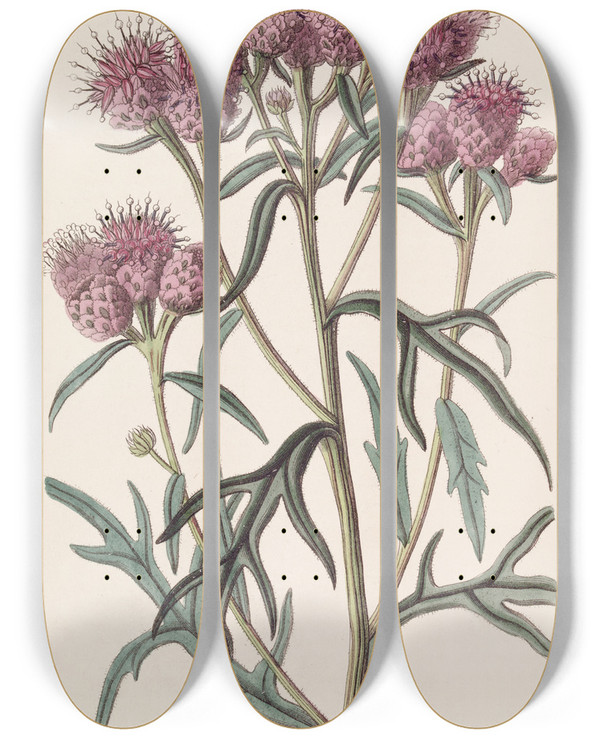 Triptych art skateboard deck of Sydenham Edwards Pretty Saussurea by Sydenham Edwards (1768-1819)