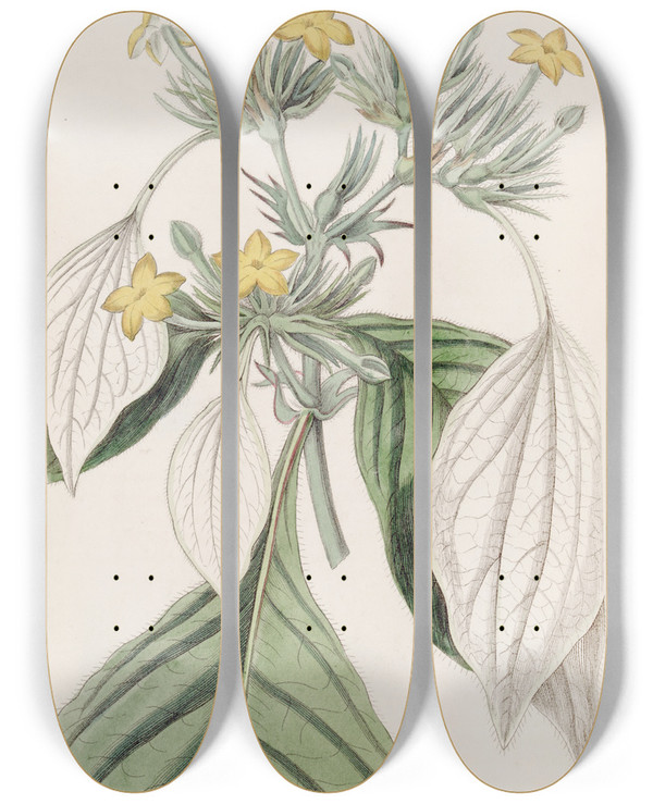 Triptych art skateboard deck of Sydenham Edwards The Largeleaved Mussaenda by Sydenham Edwards (1768-1819)