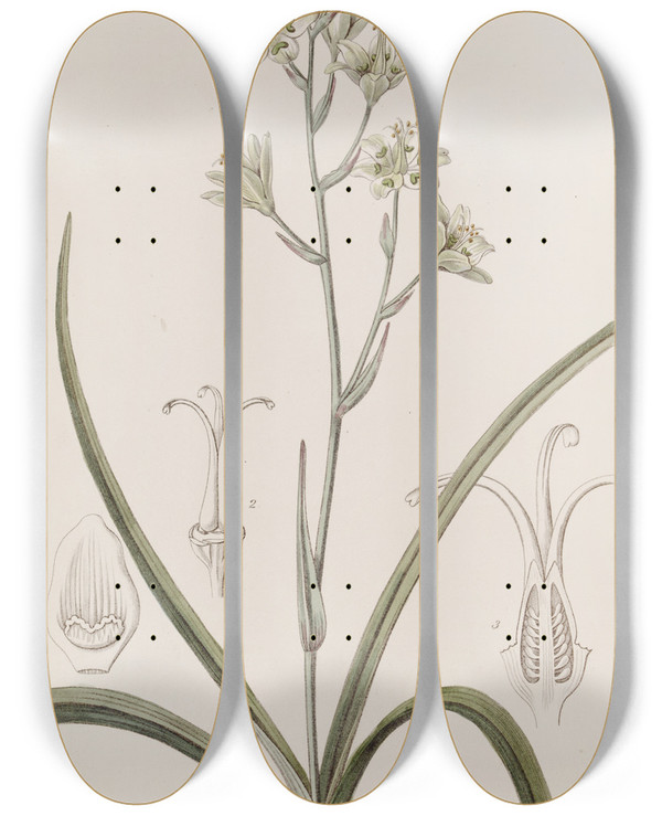 Triptych art skateboard deck of Sydenham Edwards Glaucous Zigadenus by Sydenham Edwards (1768-1819)