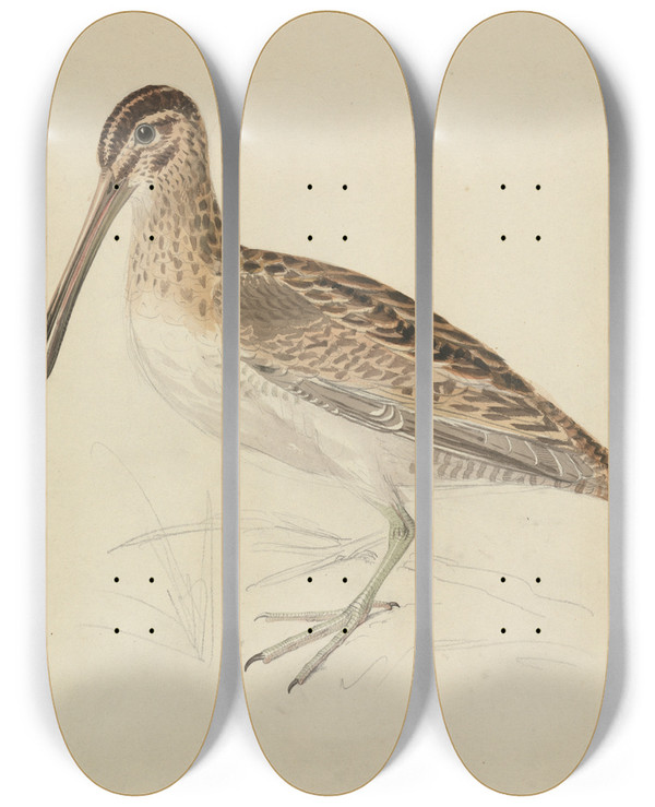 Triptych art skateboard deck of James Sowerby A Snipe by James Sowerby (1757-1822)