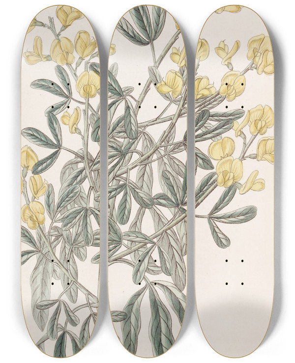 Triptych art skateboard deck of Sydenham Edwards Racemose Genista by Sydenham Edwards (1768-1819)
