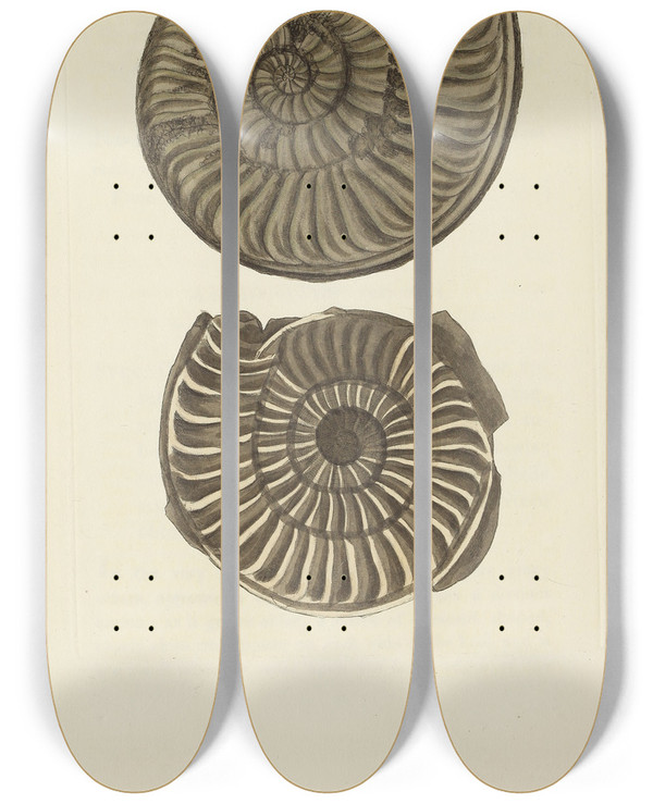 Triptych art skateboard deck of James Sowerby The Mineral Conchology Of Great Britain Pl534 by James Sowerby (1757-1822)
