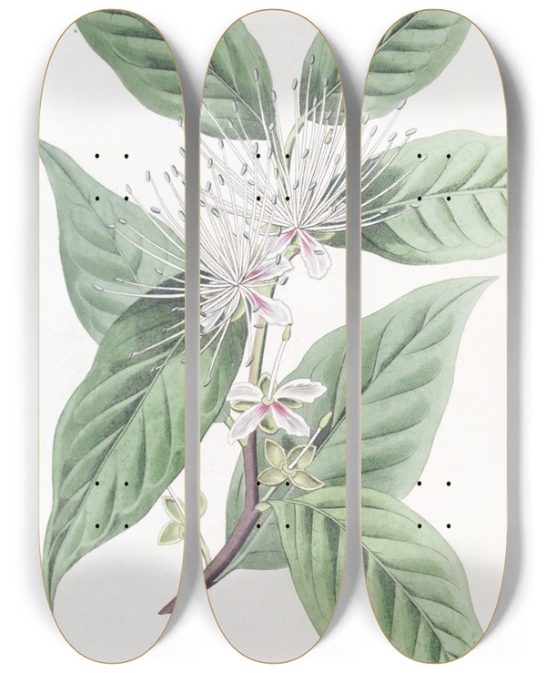 Triptych art skateboard deck of Sydenham Edwards Taperpointed Caper by Sydenham Edwards (1768-1819)