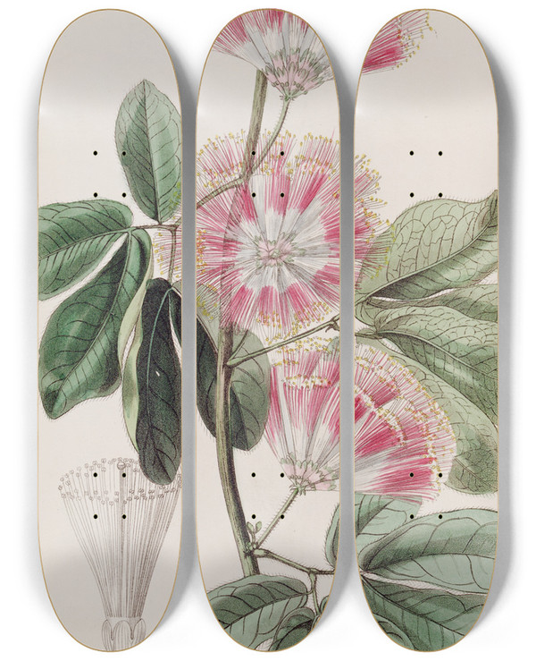 Triptych art skateboard deck of Sydenham Edwards Mr Harriss Inga by Sydenham Edwards (1768-1819)