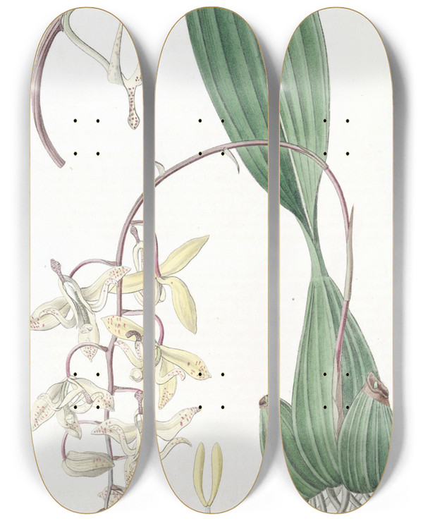 Triptych art skateboard deck of Sydenham Edwards Loddiges Cirrhaea by Sydenham Edwards (1768-1819)