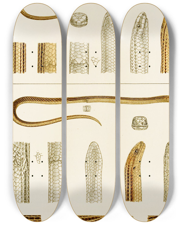 Triptych art skateboard deck of Frederick Mccoy Reptiles Iv by Frederick Mccoy (1817-1899)