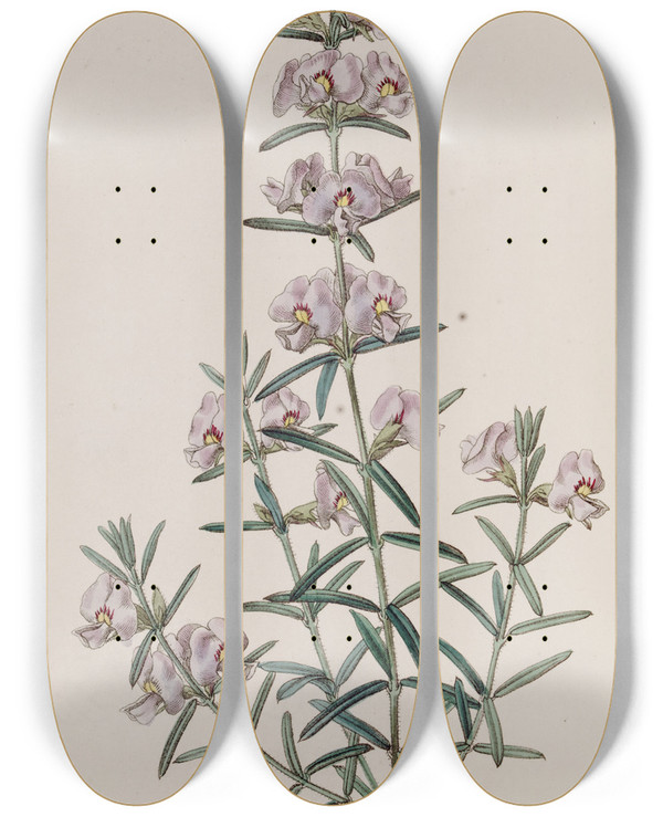 Triptych art skateboard deck of Sydenham Edwards Showy Mirbelia by Sydenham Edwards (1768-1819)